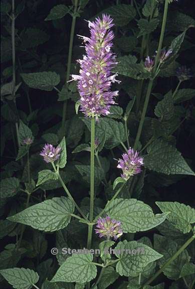 agastache urticifolia 3 graphic